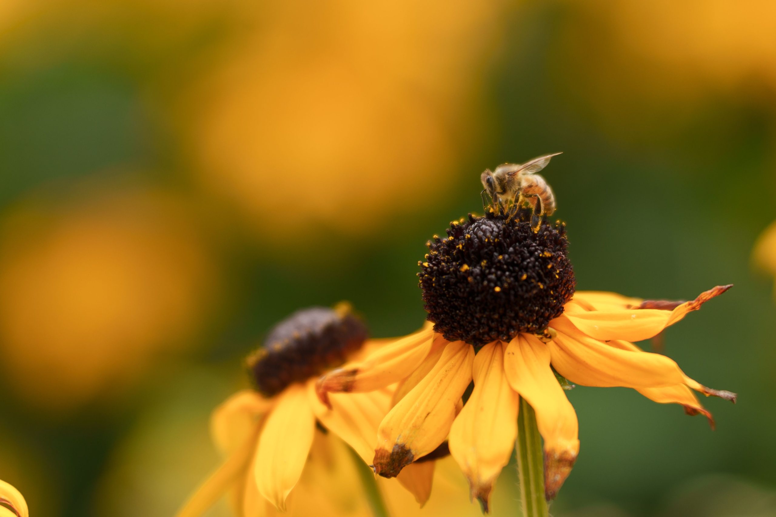 A bee collects pollen on a yellow flower surrounded by a blurred background of similar flowers
