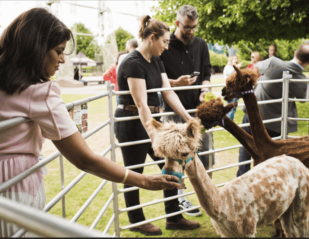 People petting alpacas inside a fenced enclosure at an outdoor event.
