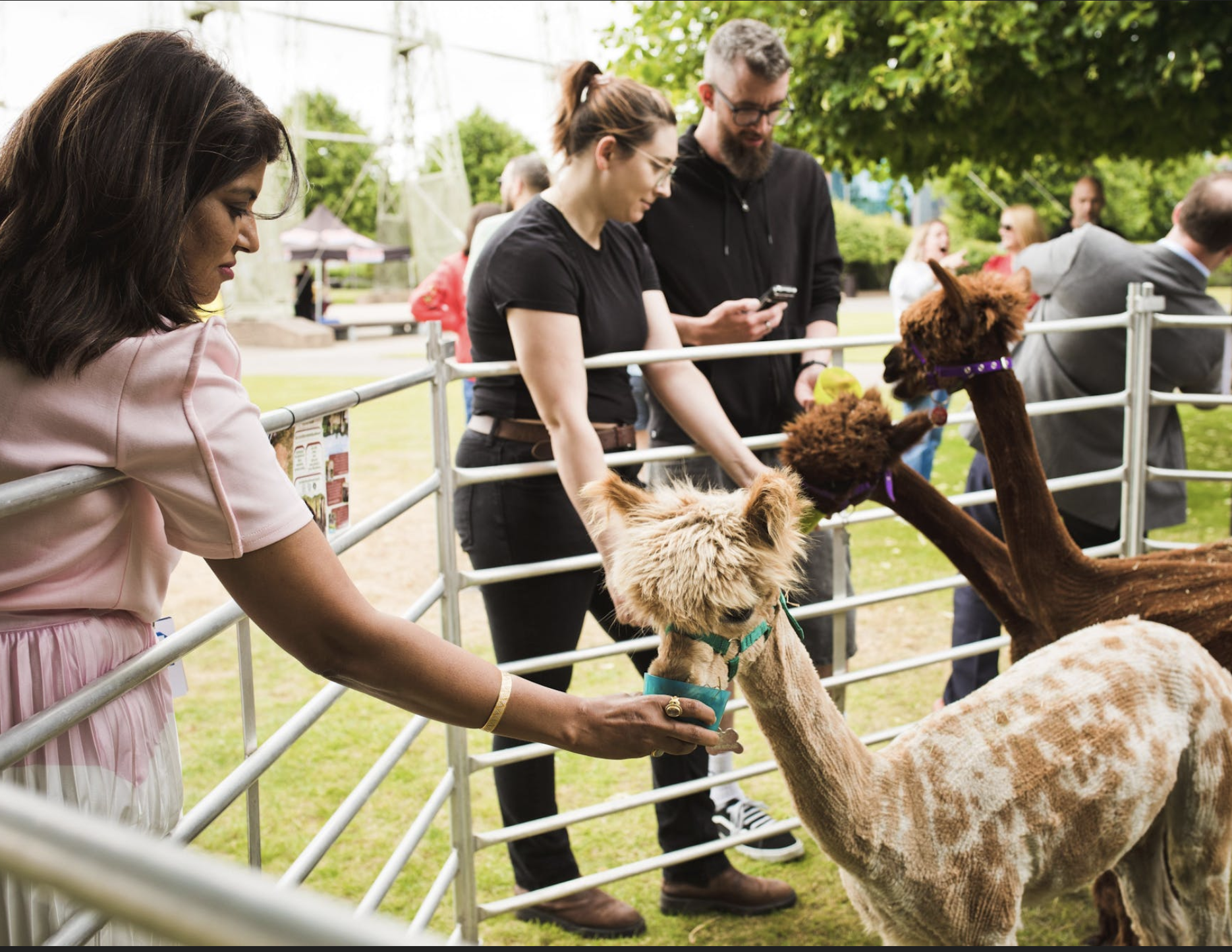 People petting alpacas inside a fenced enclosure at an outdoor event.
